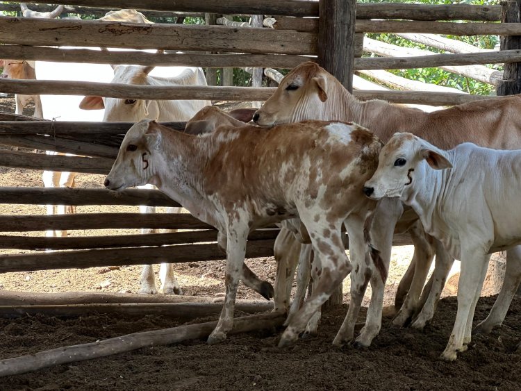 CONTRA A BRUCELOSE - Vacinação vai até o fim de dezembro