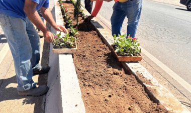 Plantio de mudas embeleza “entrada da cidade”