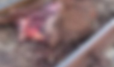 Cavalo é morto por trem em Itaúna, e comunidade cobra providências urgentes