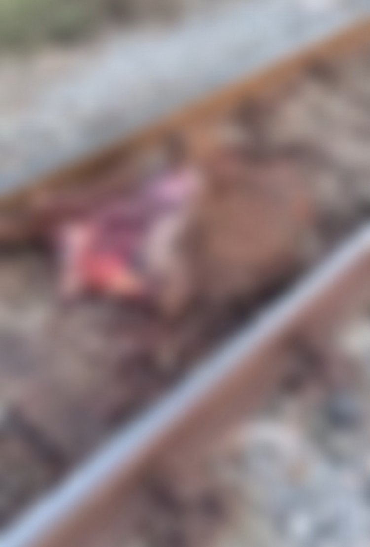 Cavalo é morto por trem em Itaúna, e comunidade cobra providências urgentes