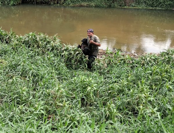 Pescador salva cãozinho em apuros nas águas do rio São João