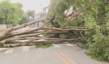 ATENÇÃO - Período de chuvas e os riscos com as árvores