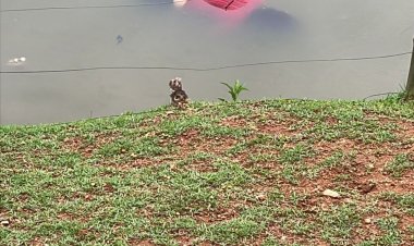 Corpo de Bombeiros atende ocorrência de afogamento na lagoa da prefeitura