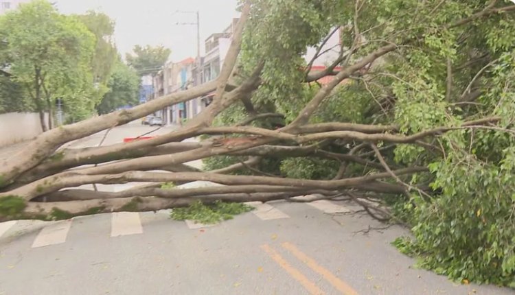 ATENÇÃO - Período de chuvas e os riscos com as árvores