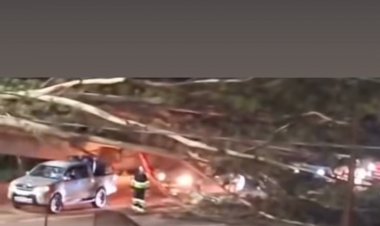 Queda de árvore interdita trânsito na BR-381 em Itatiaiuçu nesta noite de domingo