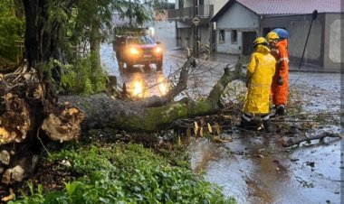 Bombeiros retiram árvore da pista e alertam para temporais em Itaúna até domingo