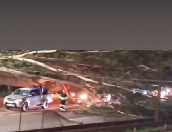 Queda de árvore interdita trânsito na BR-381 em Itatiaiuçu nesta noite de domingo