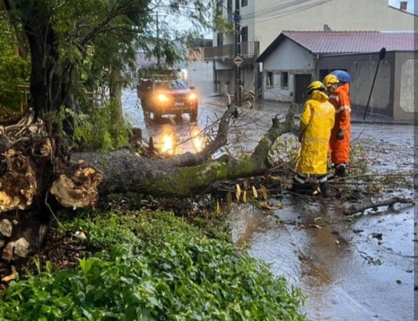 Bombeiros retiram árvore da pista e alertam para temporais em Itaúna até domingo