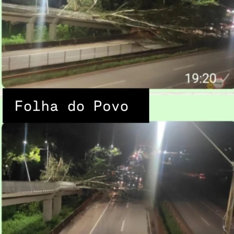 Queda de árvore interdita trânsito na BR-381 em Itatiaiuçu nesta noite de domingo