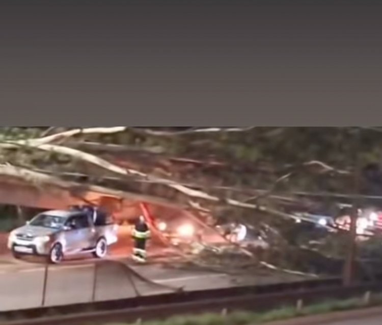 Queda de árvore interdita trânsito na BR-381 em Itatiaiuçu nesta noite de domingo