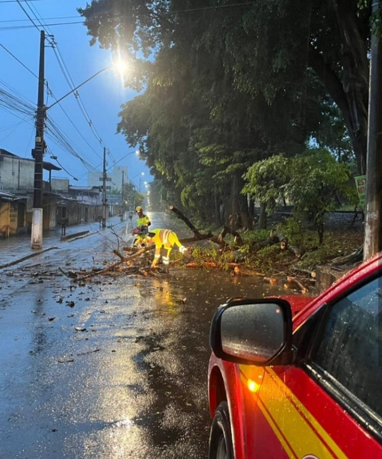 Bombeiros retiram árvore da pista e alertam para temporais em Itaúna até domingo