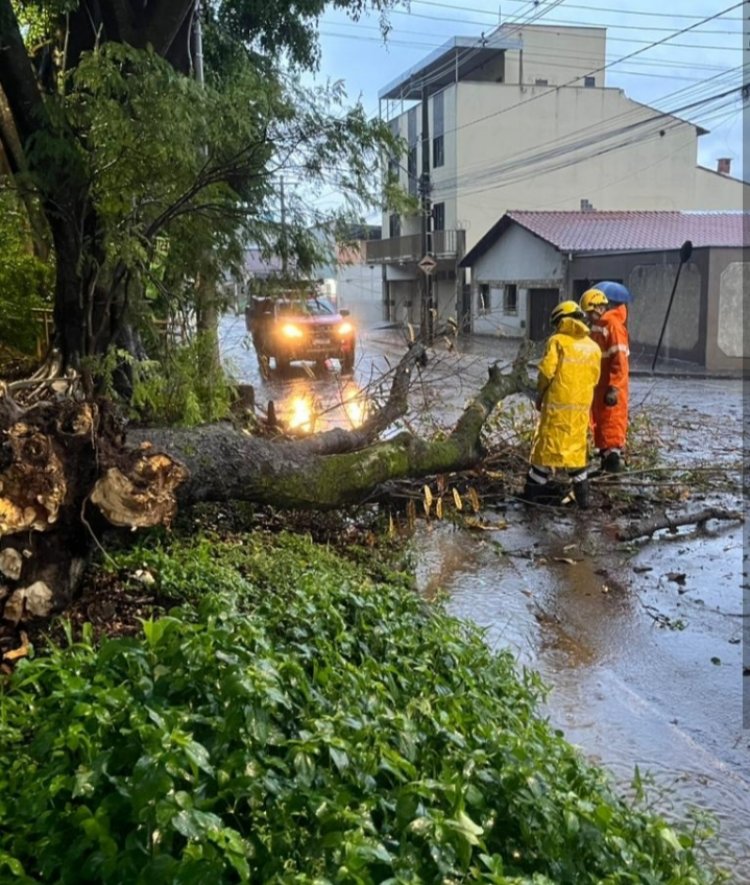 Bombeiros retiram árvore da pista e alertam para temporais em Itaúna até domingo