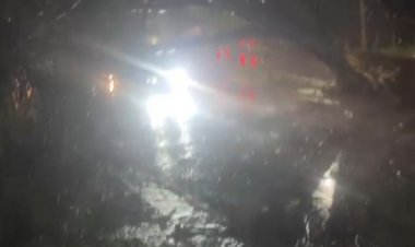 Susto no Parque Jardim Santanense, durante chuva  árvore cai e quase atinge motociclista
