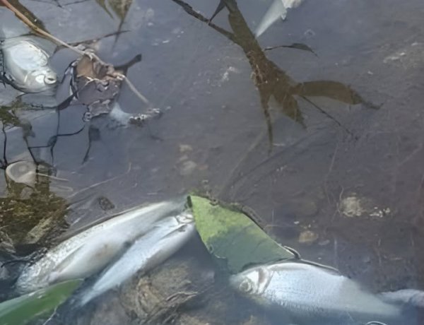 Prefeitura investiga forte mau cheiro e poluição em córrego após denúncias de moradores