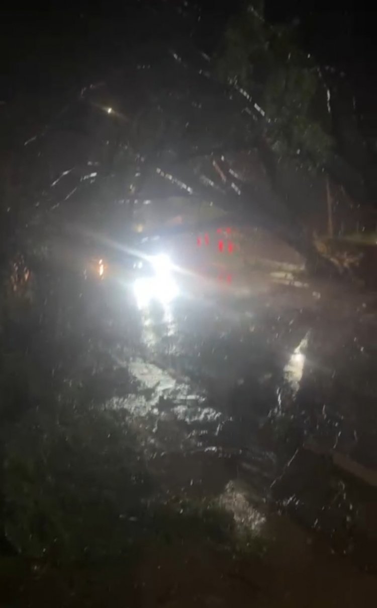Susto no Parque Jardim Santanense, durante chuva  árvore cai e quase atinge motociclista