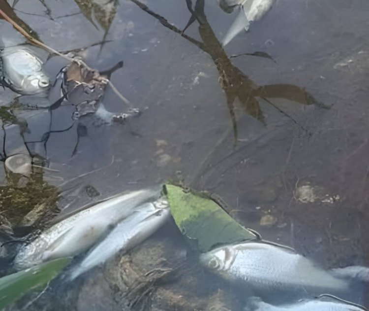 Prefeitura investiga forte mau cheiro e poluição em córrego após denúncias de moradores