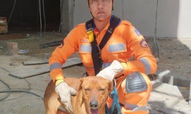 Bombeiros resgatam cão preso em plataforma de obra em Itaúna