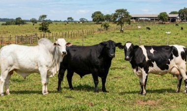 PM recupera gado furtado e identifica suspeito em Carmo do Cajuru