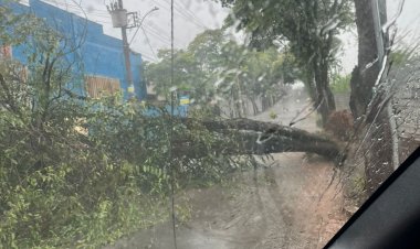 Chuva derruba árvore no bairro Vila Tavares em Itaúna