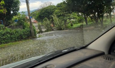 Temporal causa queda de árvore e bloqueia rua no bairro Vila Nazaré