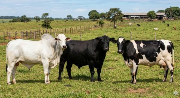 PM recupera gado furtado e identifica suspeito em Carmo do Cajuru