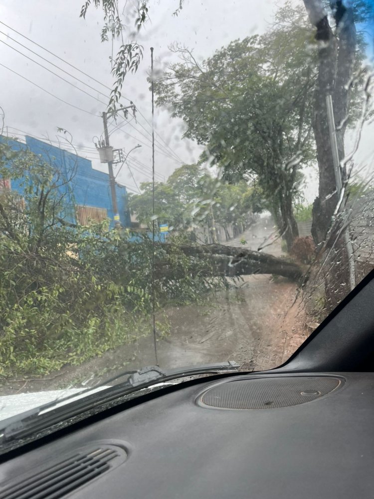 Chuva derruba árvore no bairro Vila Tavares em Itaúna