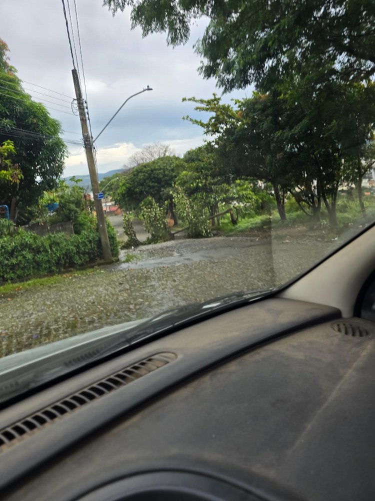 Temporal causa queda de árvore e bloqueia rua no bairro Vila Nazaré
