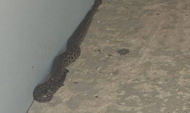 ​Jararaca é capturada em residência no bairro São Bento, em Itaúna