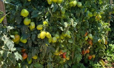 EM CARMÓPOLIS DE MINAS - Feira de Negócios do Tomate termina hoje