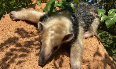 MEIO AMBIENTE - Filhote de Tamanduá-mirim é devolvido à natureza