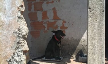 Homem é preso por maus-tratos a animal no Centro de Itaúna