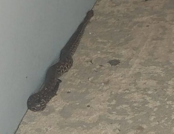 ​Jararaca é capturada em residência no bairro São Bento, em Itaúna