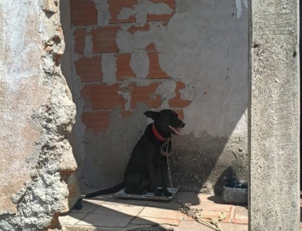 Homem é preso por maus-tratos a animal no Centro de Itaúna