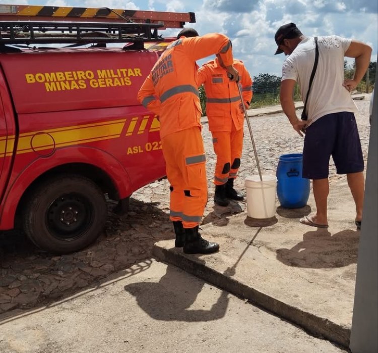 ​Jararaca é capturada em residência no bairro São Bento, em Itaúna