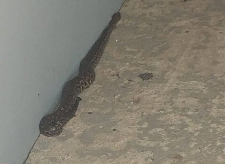 ​Jararaca é capturada em residência no bairro São Bento, em Itaúna