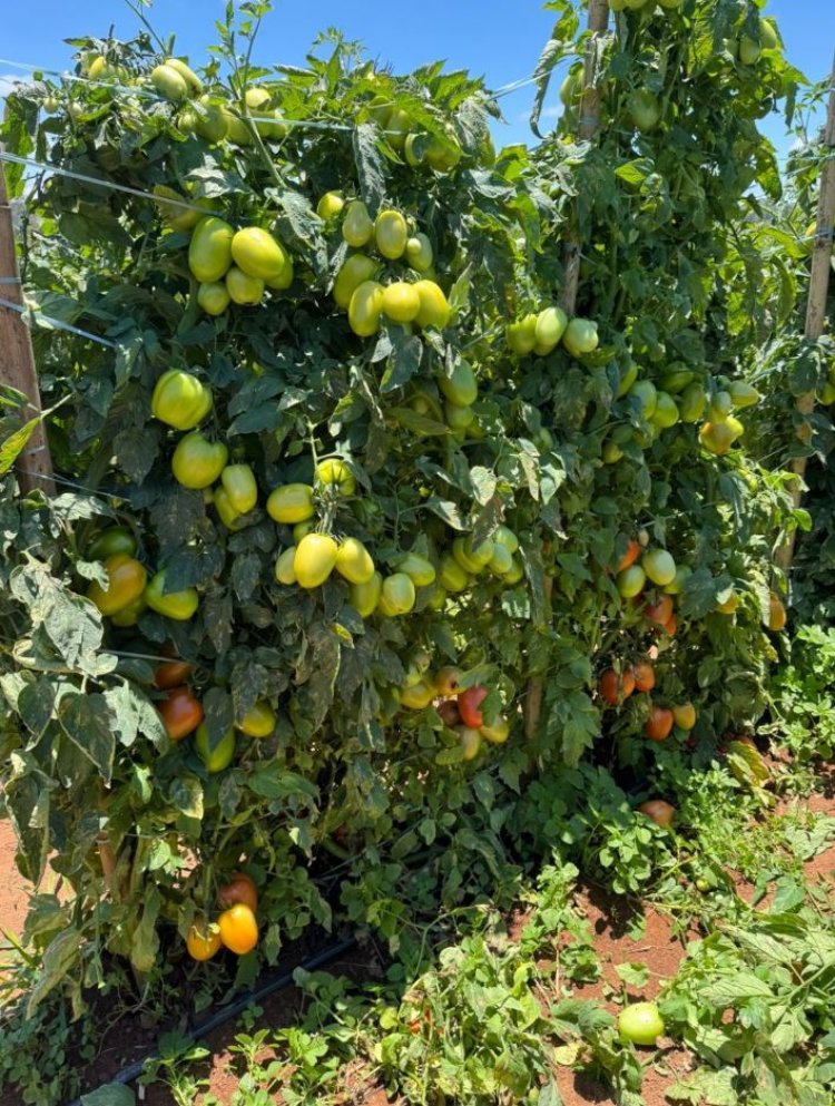 TERCEIRA EDIÇÃO - Feira de Negócios do Tomate movimenta Carmópolis de Minas