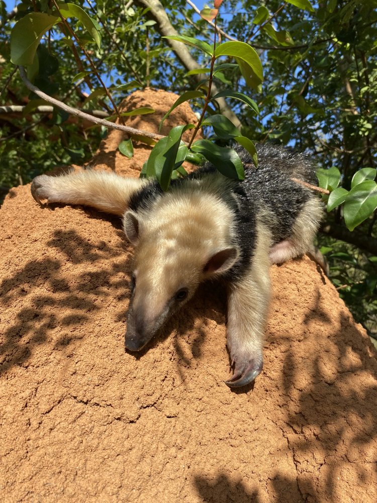 MEIO AMBIENTE - Filhote de Tamanduá-mirim é devolvido à natureza