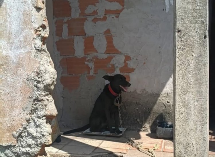 Homem é preso por maus-tratos a animal no Centro de Itaúna