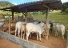 CAMPANHA OBRIGATÓRIA - Produtores rurais devem atualizar dados de rebanhos