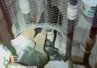 Bombeiros resgatam cão preso em grade no Centro de Itaúna