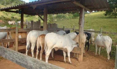 CAMPANHA OBRIGATÓRIA - Produtores rurais devem atualizar dados de rebanhos