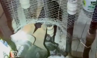 Bombeiros resgatam cão preso em grade no Centro de Itaúna