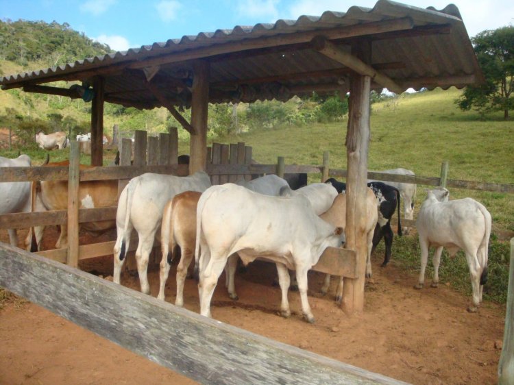 CAMPANHA OBRIGATÓRIA - Produtores rurais devem atualizar dados de rebanhos