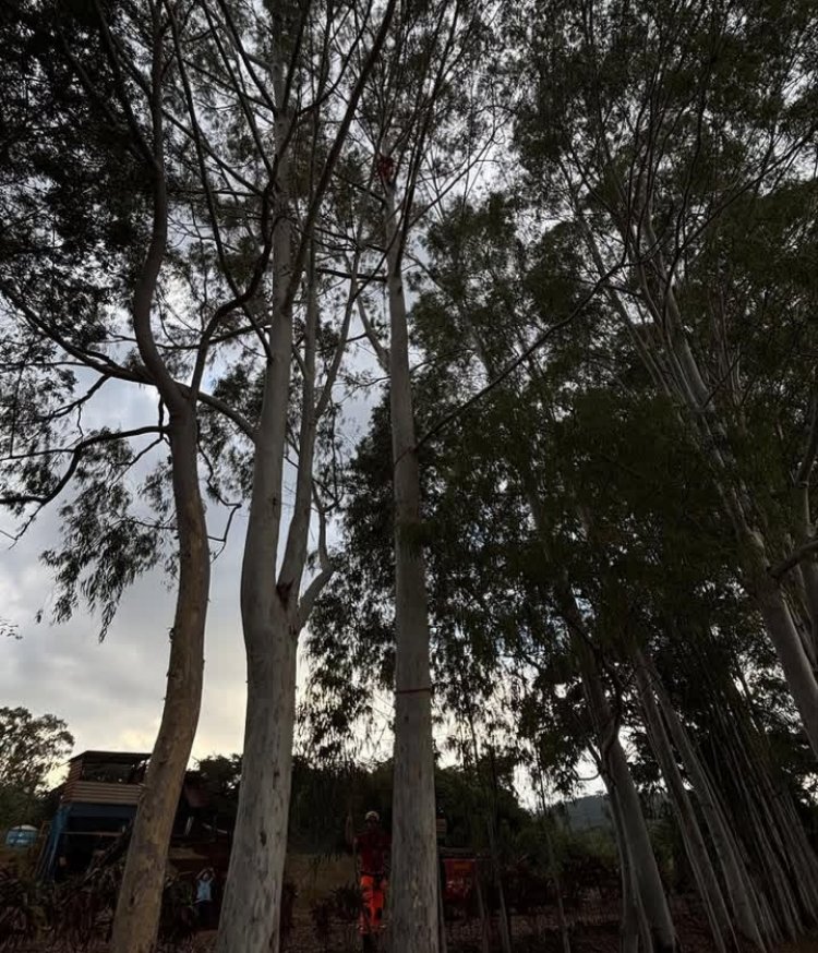 Bombeiros de Itaúna resgatam curicaca presa a 30 metros de altura