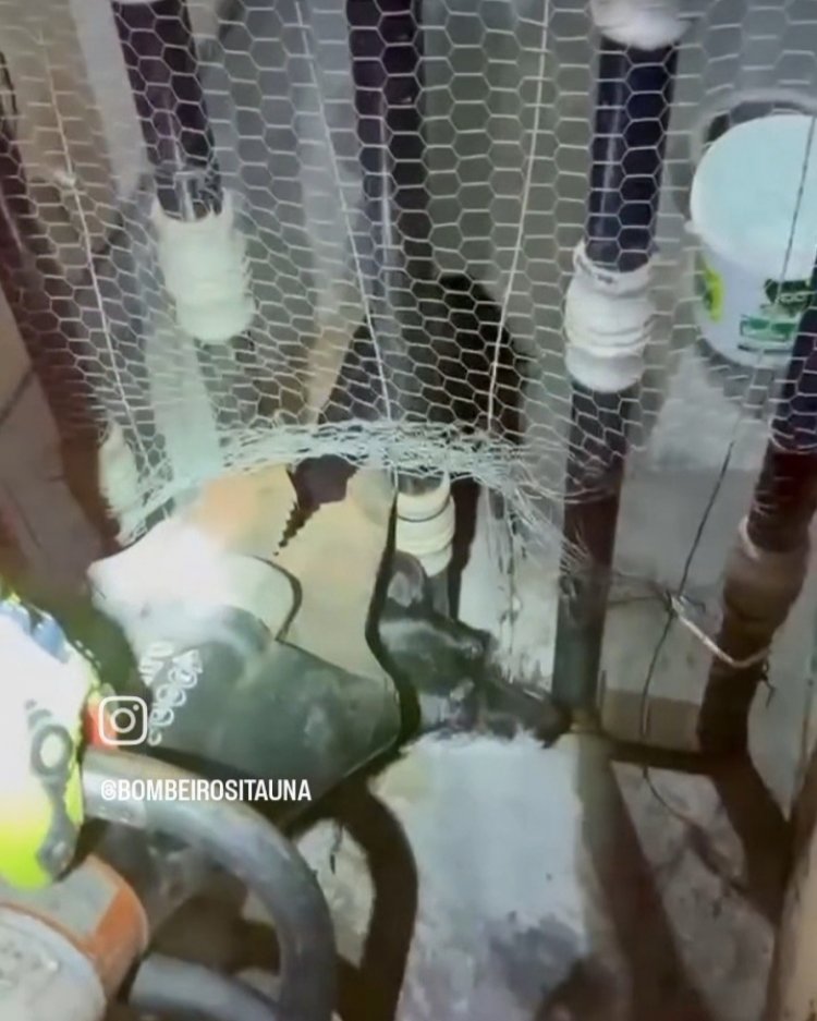 Bombeiros resgatam cão preso em grade no Centro de Itaúna