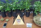 Homem é preso com estufa de maconha no bairro Santa Edwiges II