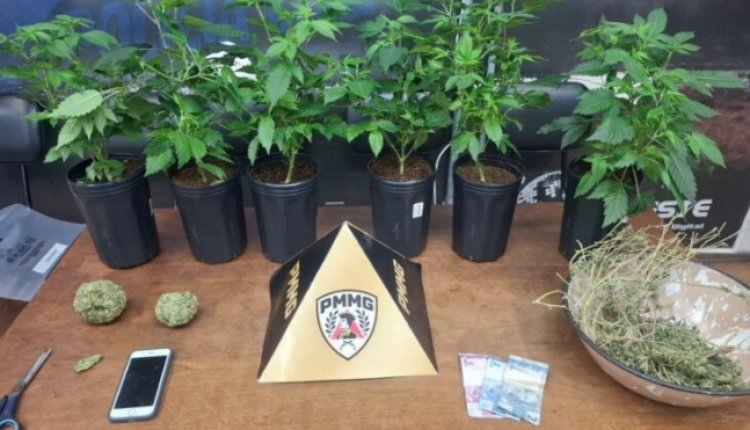 Homem é preso com estufa de maconha no bairro Santa Edwiges II
