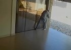 Polícia procura trio que invadiu e furtou casa no bairro Belvedere, em Itaúna