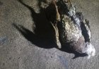 Acidente com ave rompe cabo elétrico e causa apagão em bairros de Itaúna