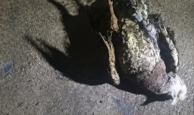 Acidente com ave rompe cabo elétrico e causa apagão em bairros de Itaúna